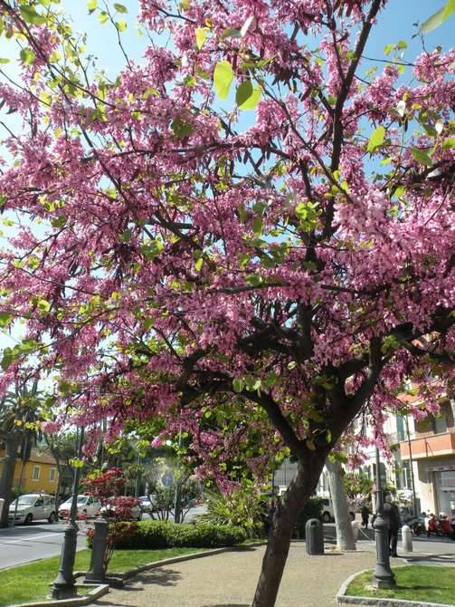 fioritura albero giuda sanremo