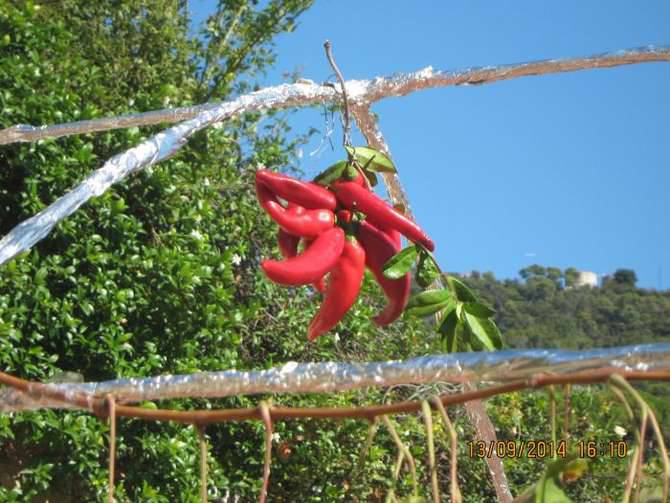 peperoncino generica