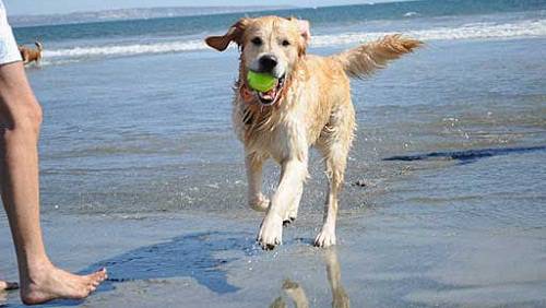 In arrivo a Sanremo le prime due spiagge libere per cani