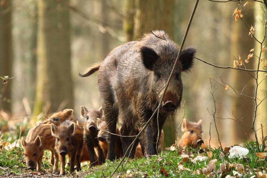 cinghiale fauna