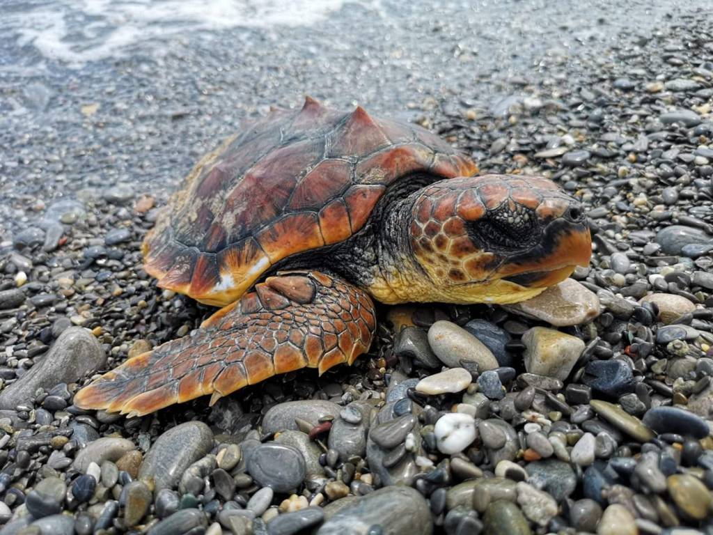 tartaruga marina morta ventimiglia