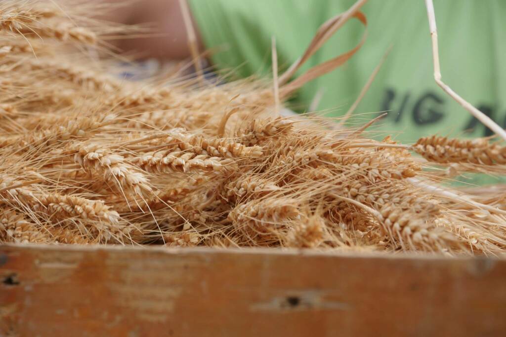 Trebbiatura del grano in Valle Oxentina