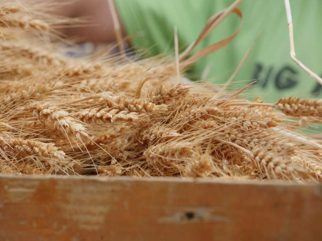 Trebbiatura del grano in Valle Oxentina