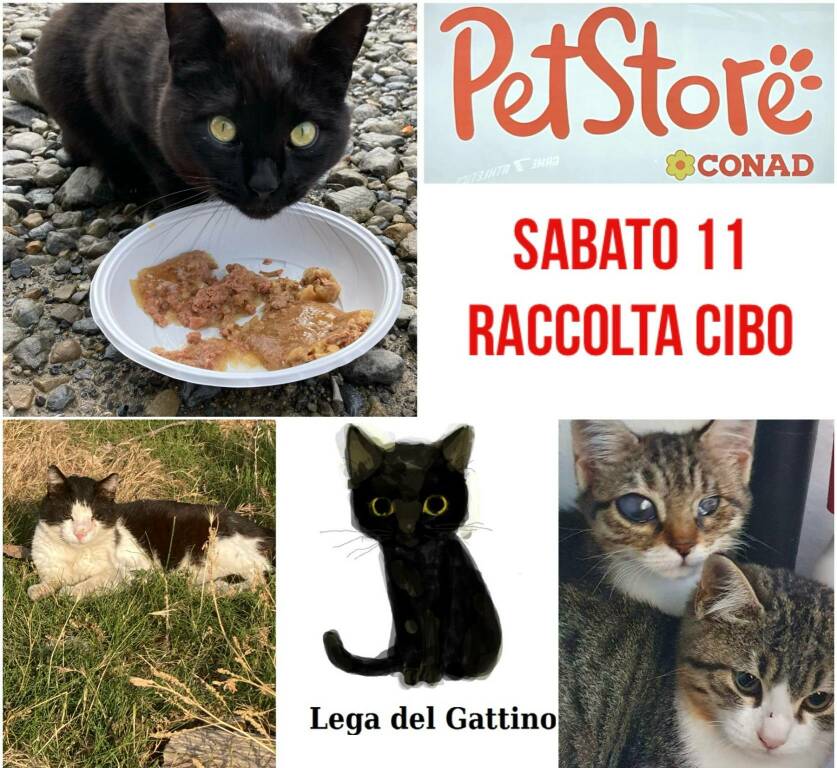 Festa del gatto, gadget a chi dona cibo per le colonie feline della città