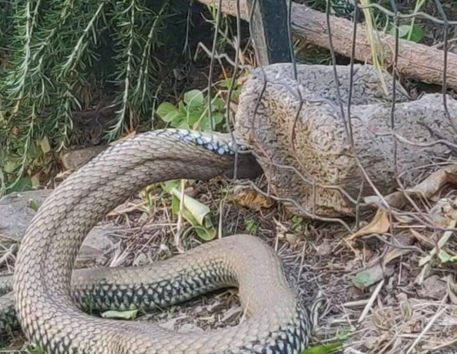 Avvistato serpente a Vallecrosia Alta, è un colubro lacertino: innocuo per l'uomo  - Riviera24