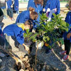 scuola de amicis ospedaletti gioranta dell'albero