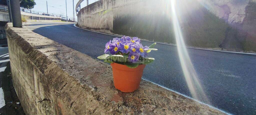 fiori studenti investiti bussana