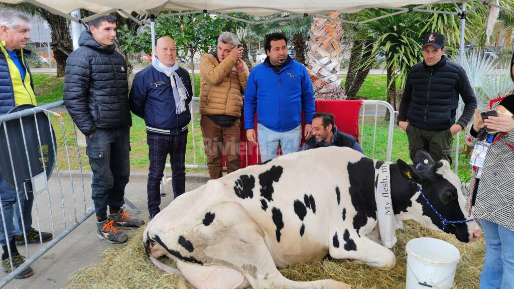 Mucca Ercolina a Sanremo 