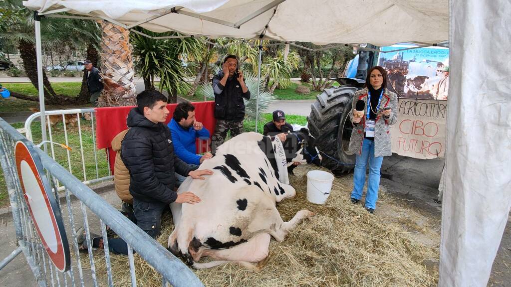 Mucca Ercolina a Sanremo 