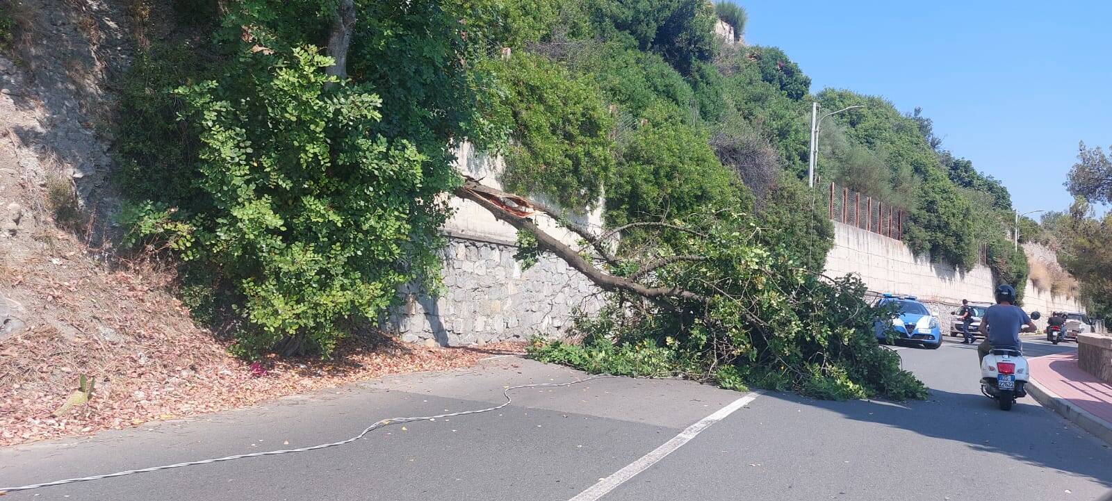 albero crollato corso Toscanini