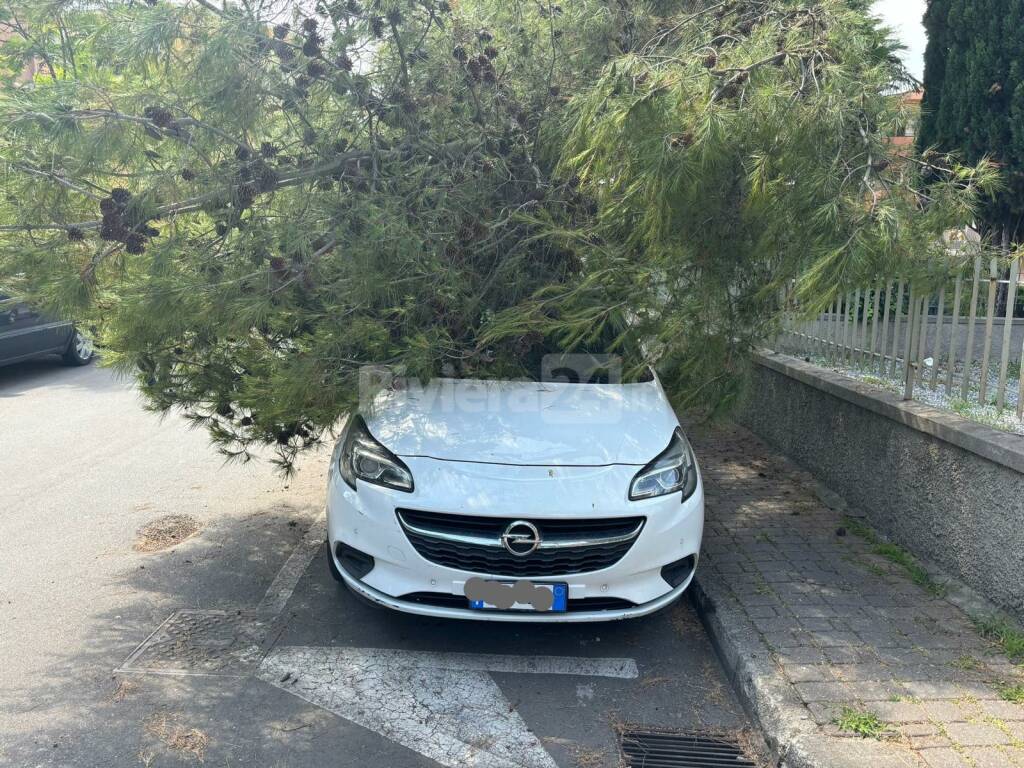 bordighera pianta su auto