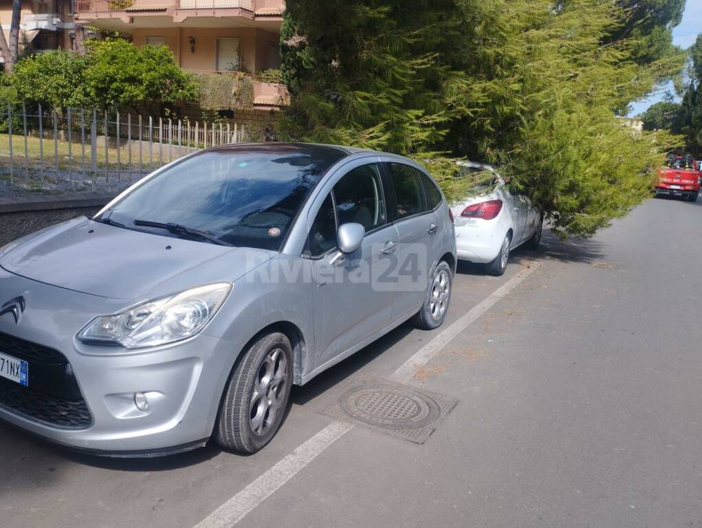 bordighera pianta su auto