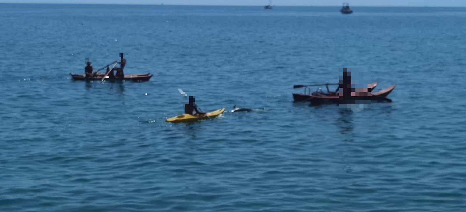 delfino trovato morto al largo di sanremo