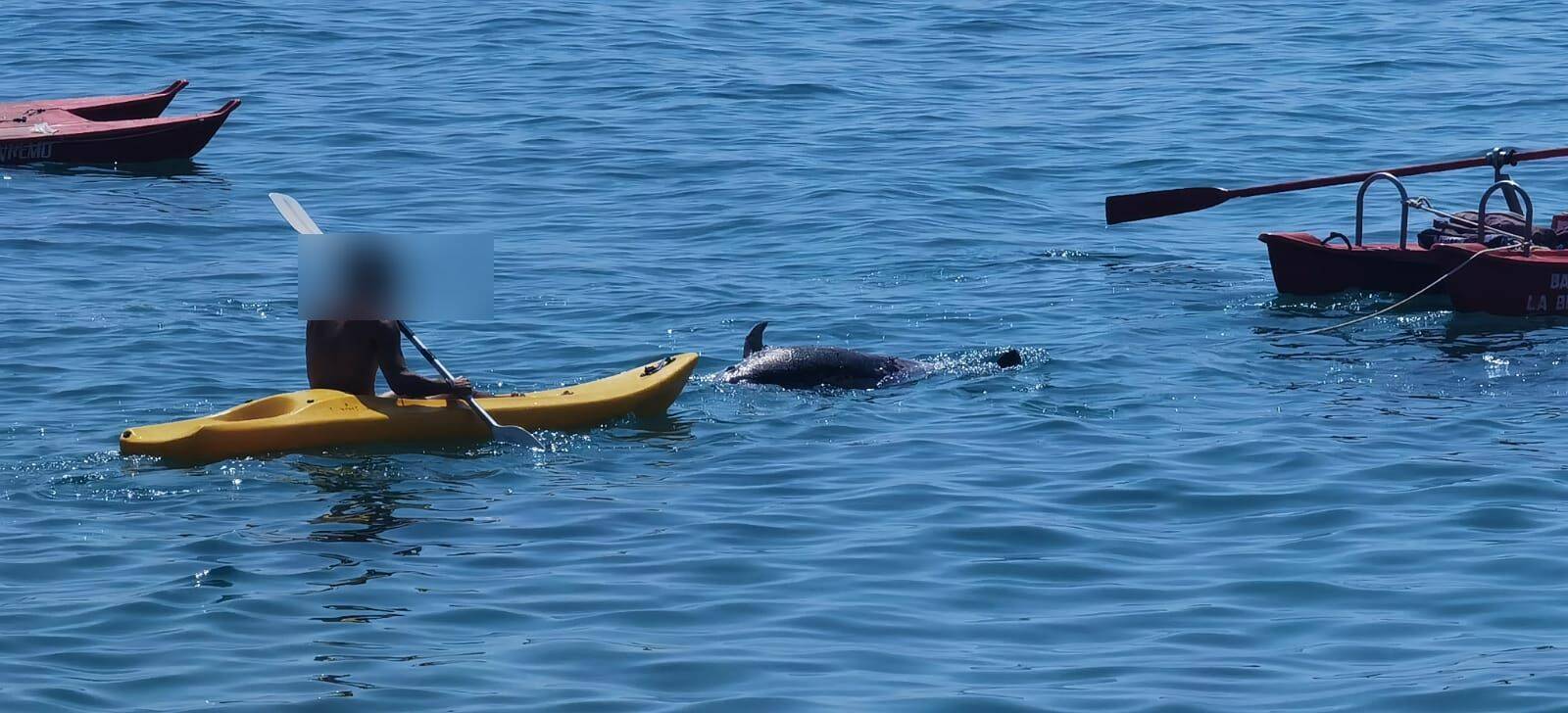 delfino trovato morto al largo di sanremo