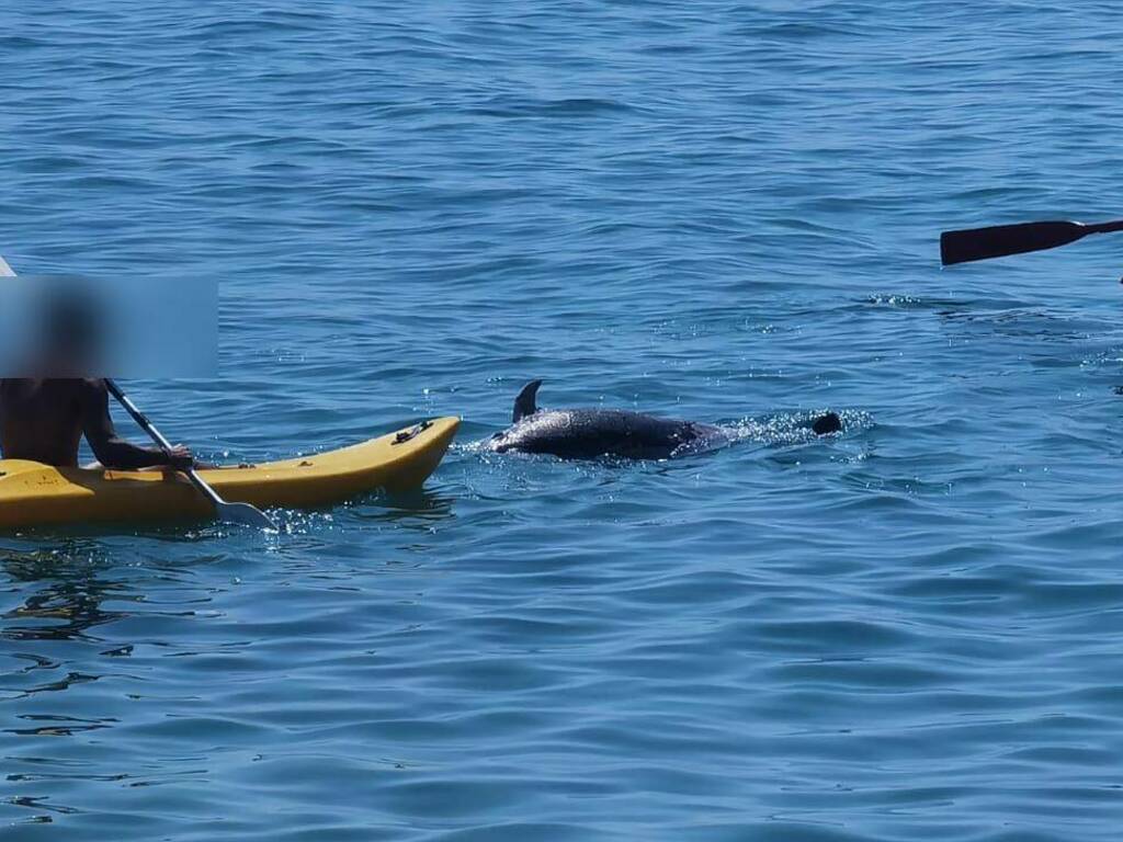 delfino trovato morto al largo di sanremo