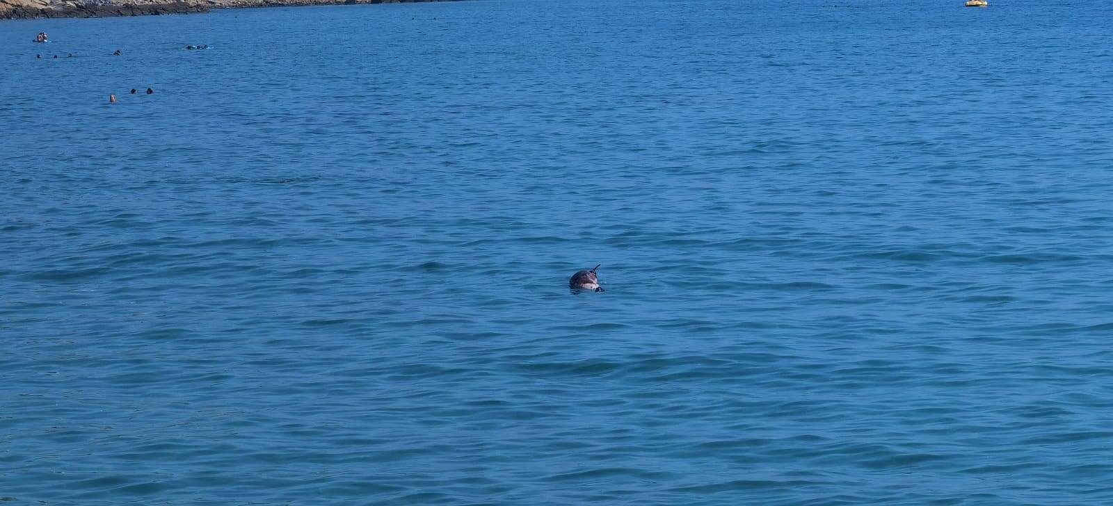 delfino trovato morto al largo di sanremo