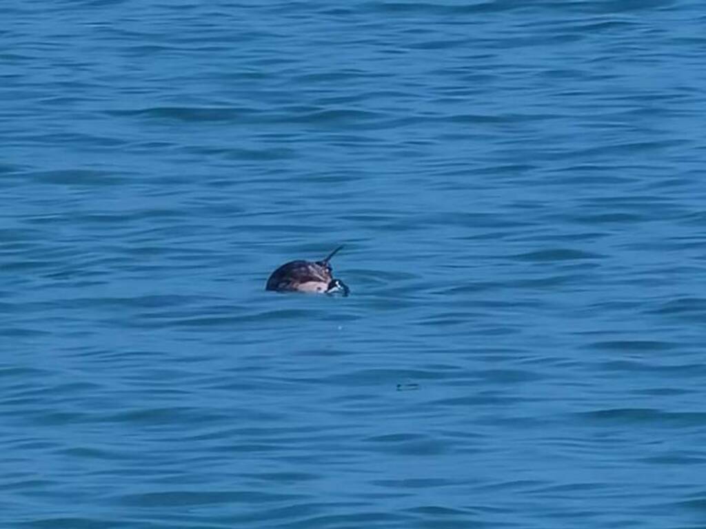delfino trovato morto al largo di sanremo