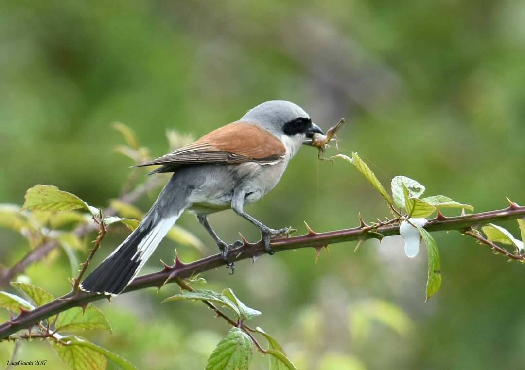 Uccelli lipu parco eolico