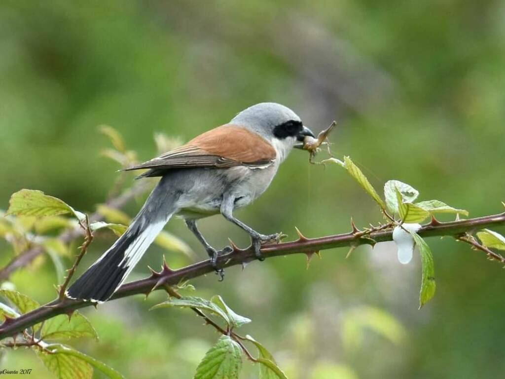 Uccelli lipu parco eolico