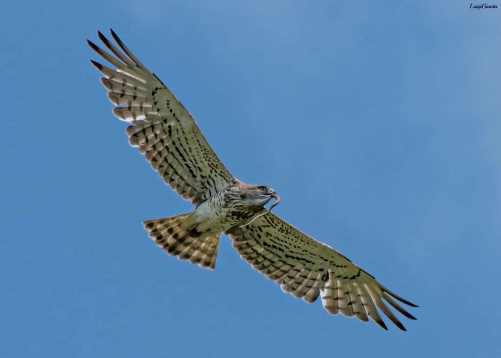 Uccelli lipu parco eolico